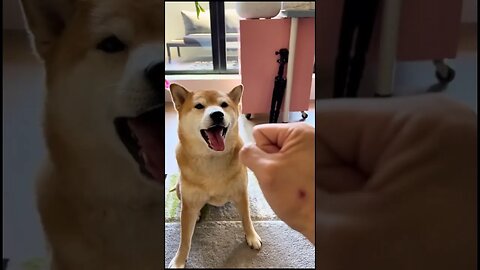 Andrew Tate Catches your Shib not being a good boi 👍💥🐕#shibainu #shiba #andrewtate #topg #tate