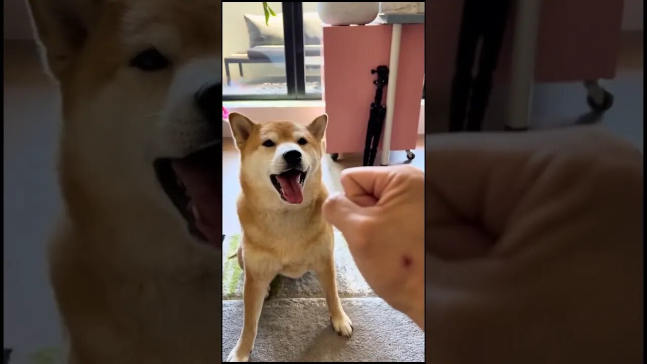 Andrew Tate Catches your Shib not being a good boi 👍💥🐕#shibainu #shiba #andrewtate #topg #tate