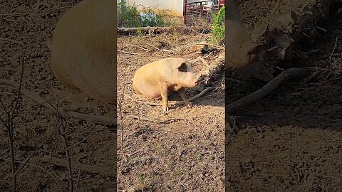 Pig Sitting Like a Dog @UncleTimsFarm #kärnəvór #carnivore #shorts #pigtalk