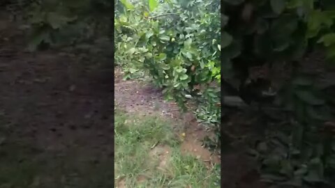 DISCOVERY GUTO - MINHA MAE EM SEU HABITAT NATURAL