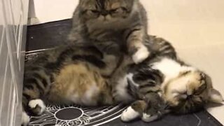 Ce chat se fait masser par... un autre chat