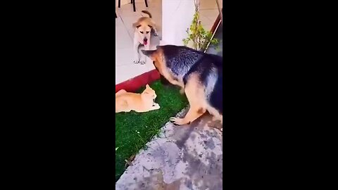 random behavior's between dog's and cat's