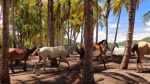 😲😲😲You will not believe, the largest gathering of horses