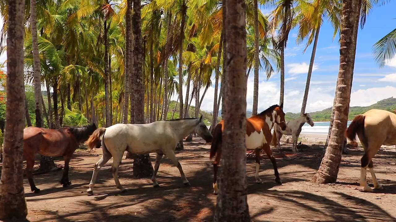 😲😲😲You will not believe, the largest gathering of horses