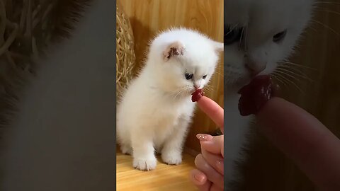 So cute cat baby. #cat #catvideo