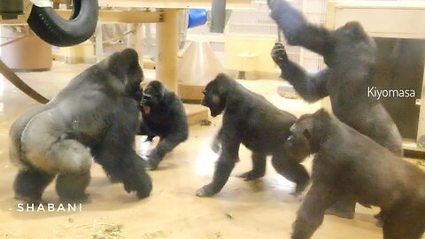 Young Male Gorilla Challenges A Huge Silverback | The Shabani Group