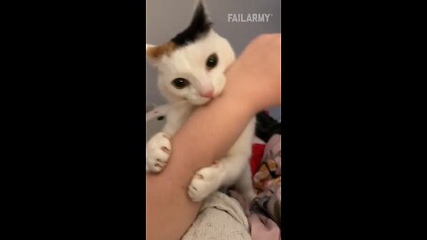 cute cat 😺
