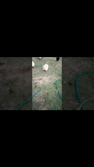 Nearly bed time a couple of Roosters and Geese and a duck