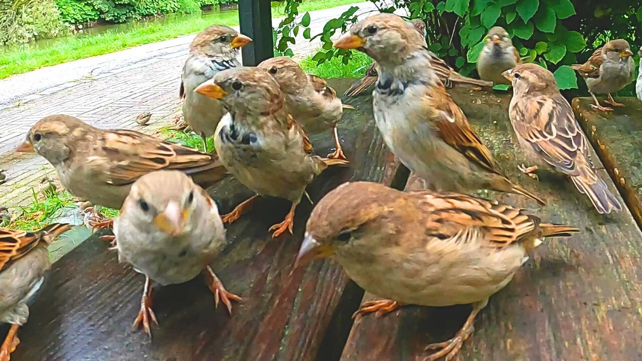 Two House Sparrow Feedings on the Park Bench