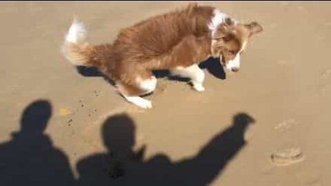 Cane tenta disperatamente di acchiappare un'ombra