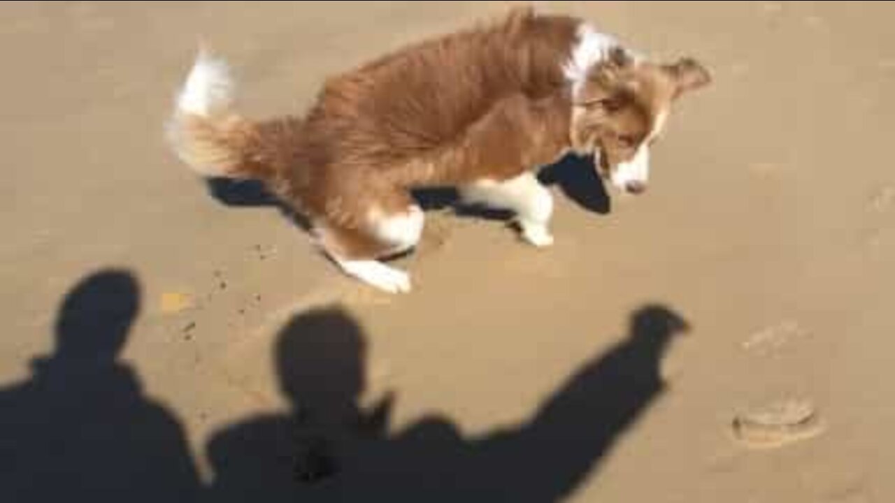 Cane tenta disperatamente di acchiappare un'ombra