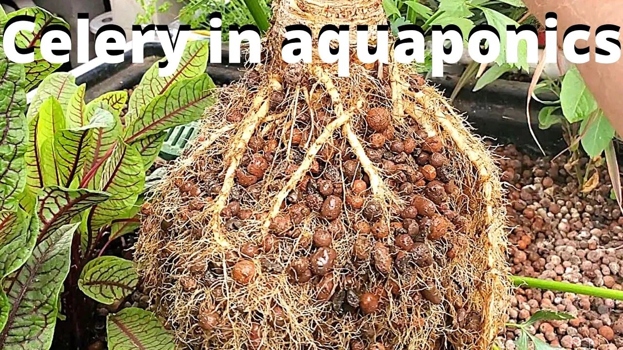 Celery roots in aquaponics