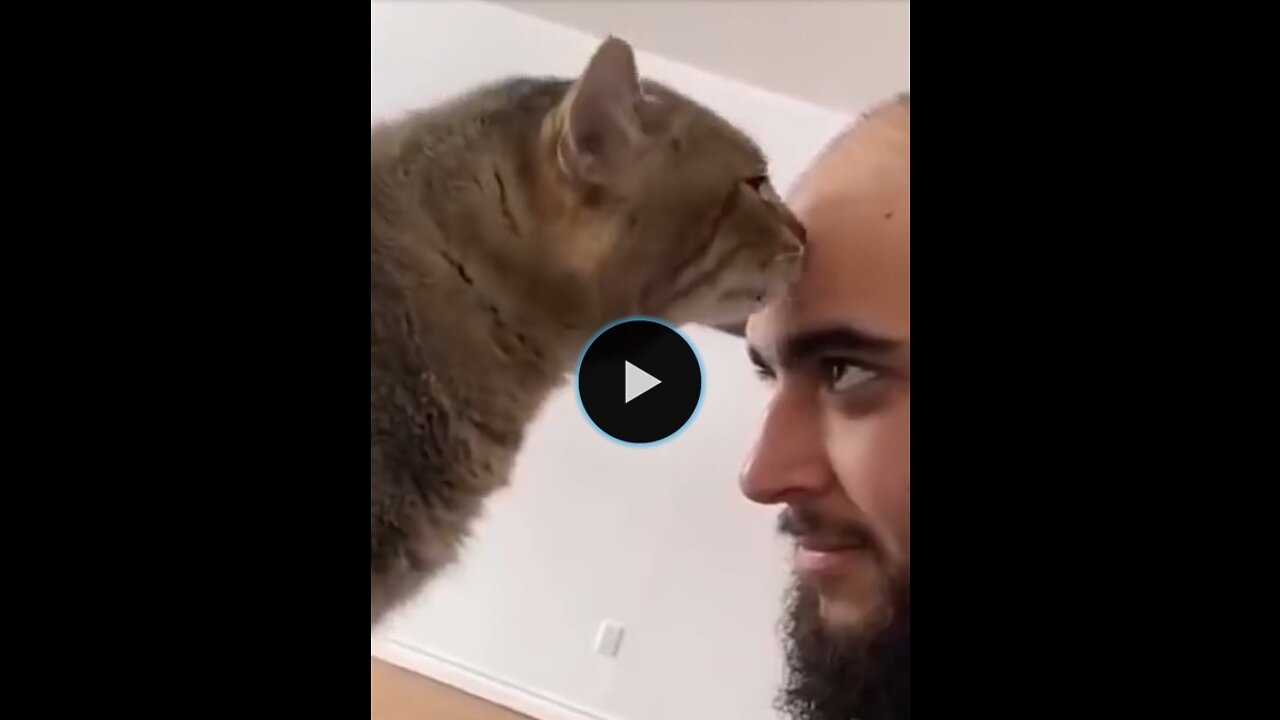 Cat is angry with his owner