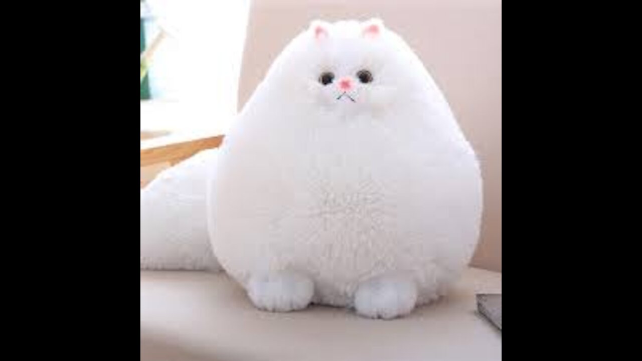 Talking cats, part 2
