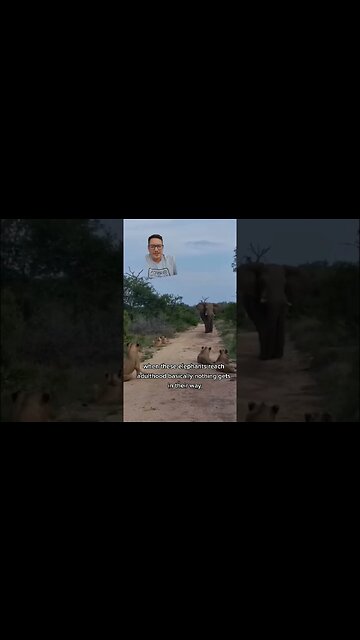 African elephants treat crocodiles like mosquitoes