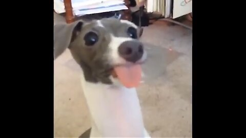 YOUTUBE'S FUNNIEST VIDEOS, LAUGHED AT THE DOG'S EVIL