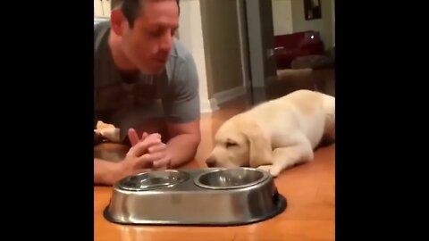 Labrador Compilation - Cute and Funny