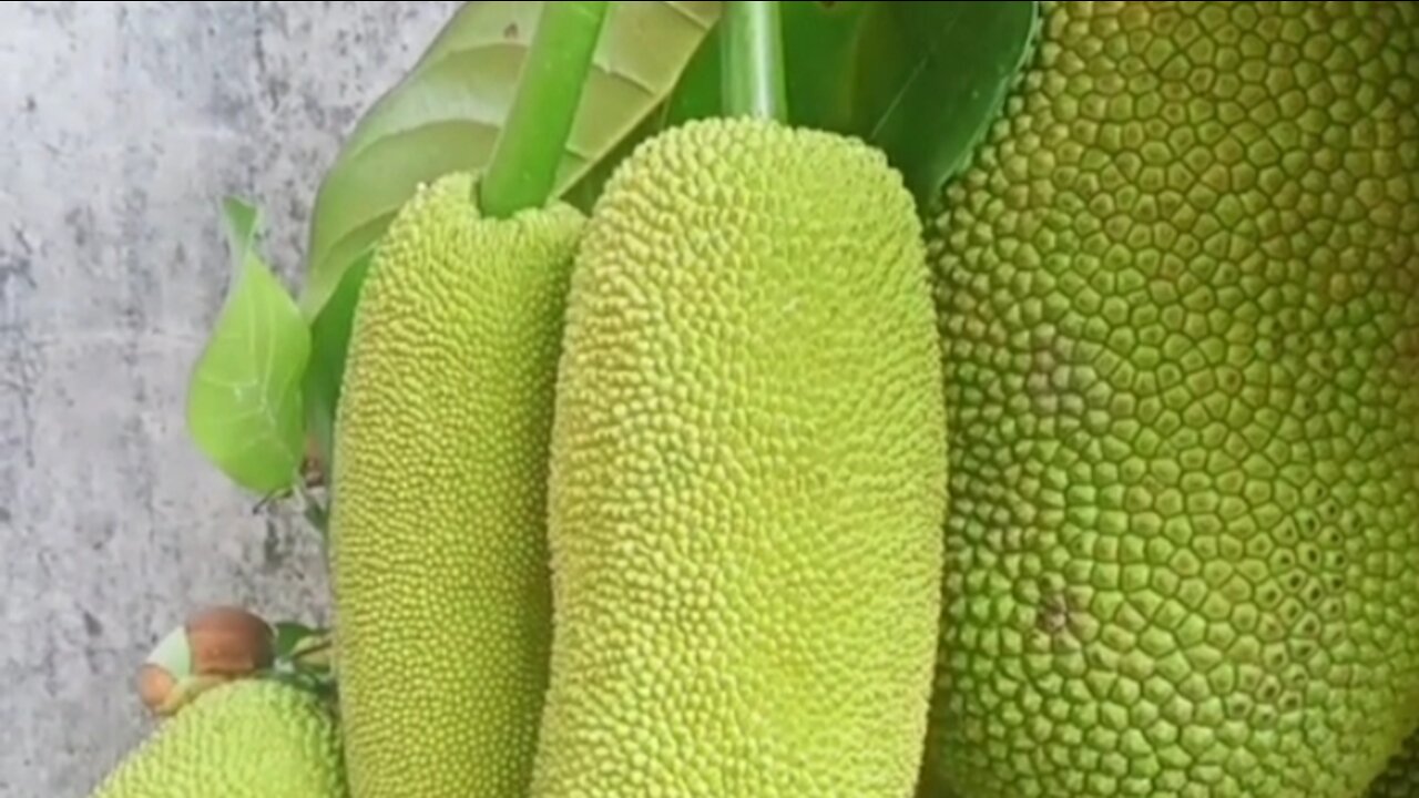 Jackfruit Campedak