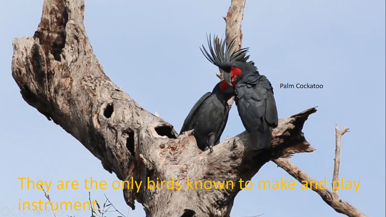 Palm Cockatoo. They are the only birds known to make and play instrument.