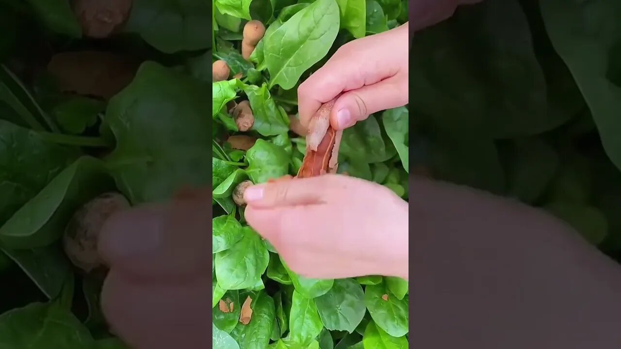OMGš±what fruitš¤¤