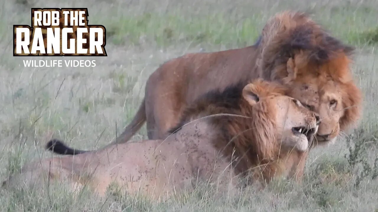 Lion Pride Relaxing In The Afternoon | Lalashe Maasai Mara Safari