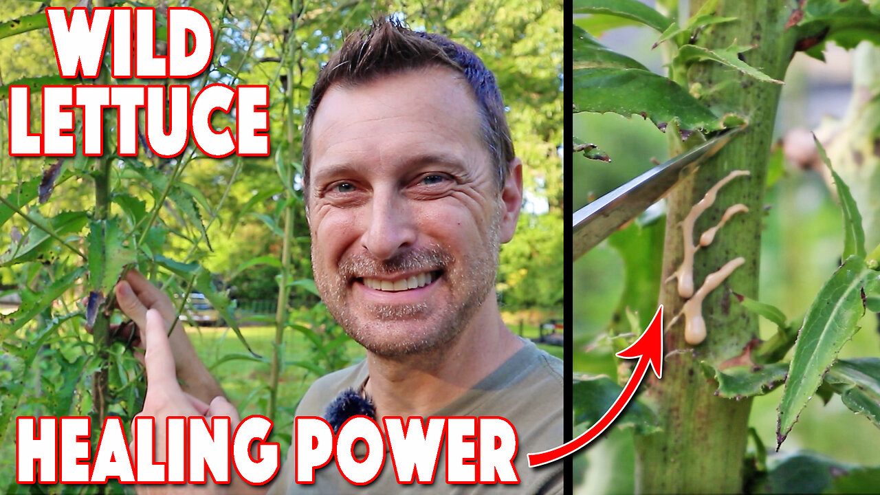 How To Make Wild Lettuce Extract For Pain And Sleep On Your Homestead!