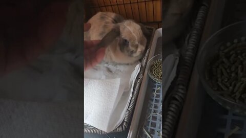 Meet Eleanor the Holland Lop! #shorts #bunny