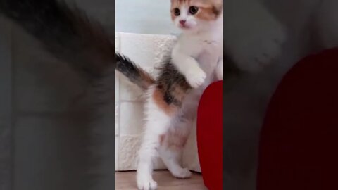 Funniest Cat and Dog Videos Compilation