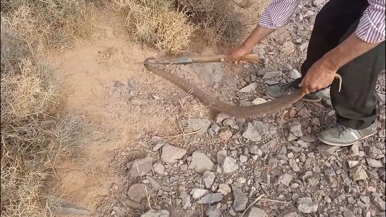 tutorial catch snake true perfect man