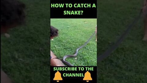 HOW TO CATCH A SNAKE? #shorts