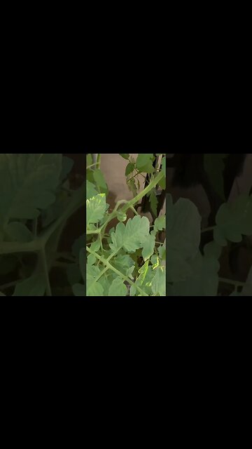 Determination? I think so🤩 Nature giving us a lesson on never giving up #gardening #determination