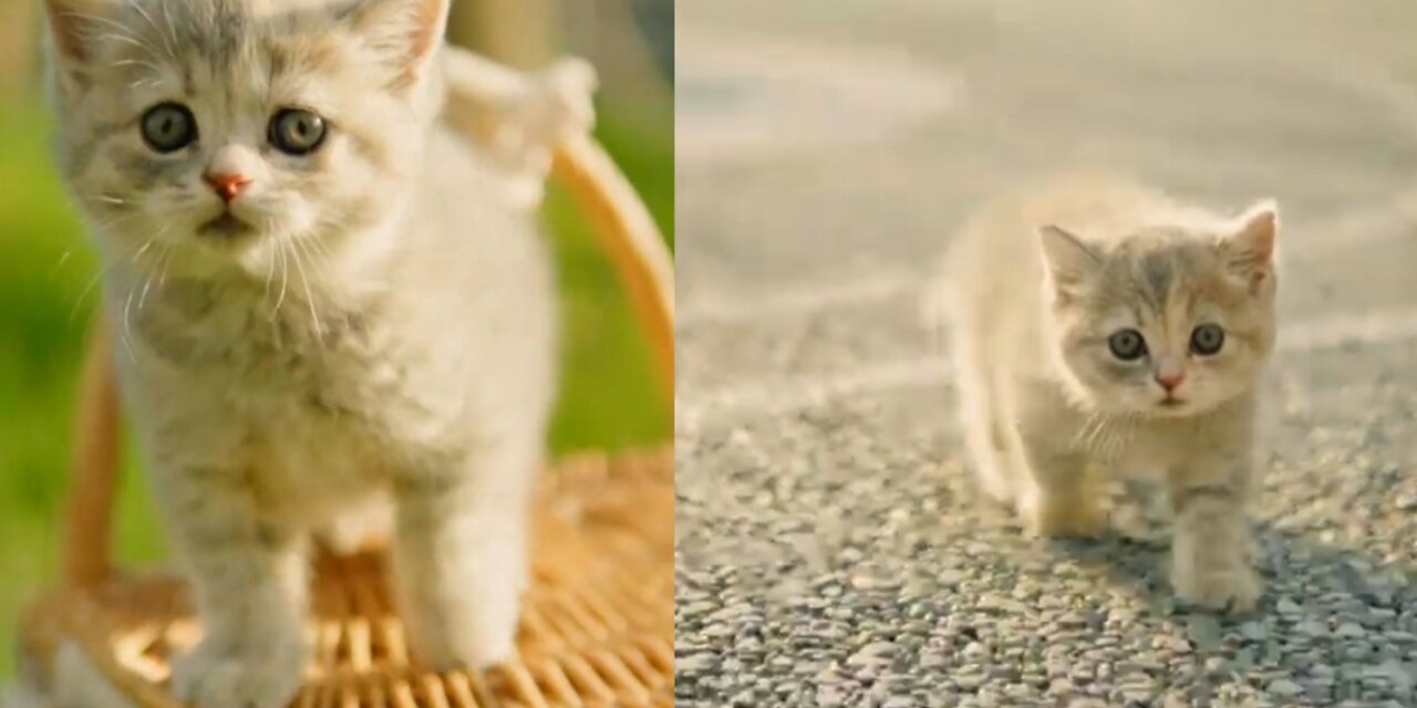 A baby cat growing up in a crash