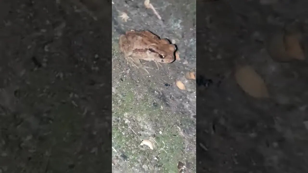 台灣的青蛙 Taiwanese frog