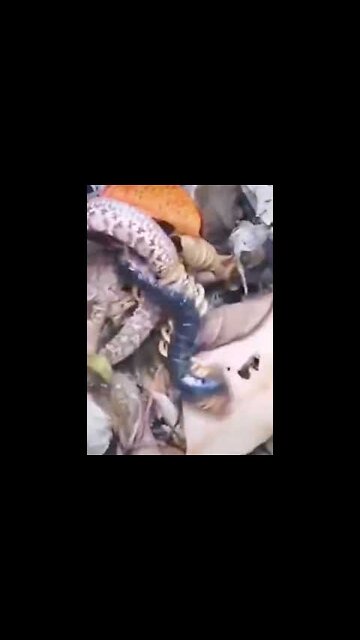 Weird Videos What Is That