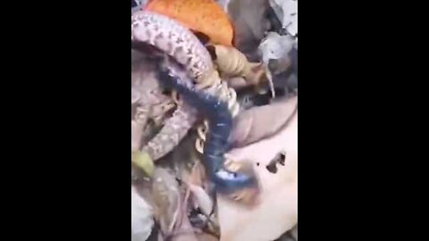 Weird Videos What Is That