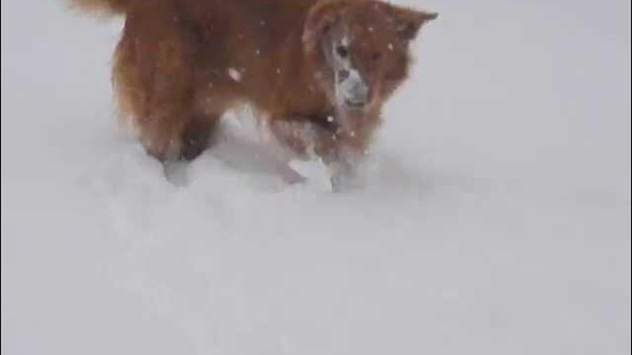 Golden Retriever Dog Buries Head in Snow - The Saga of Prada and Charlie