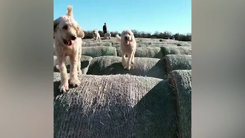 BEST DOGS OF 2021 Funny Dog Videos