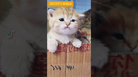 little kittens meowing and talking #funny #shorts #catcute #catvideos #tiktok #trending #trend