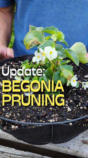 NEW Leggy Begonia Update