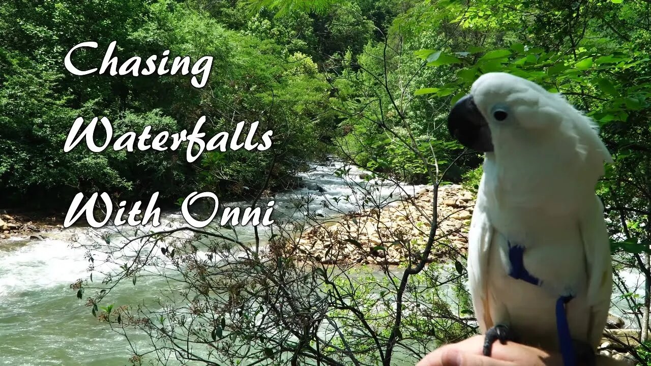 Omni cockatoo chases waterfalls with chet