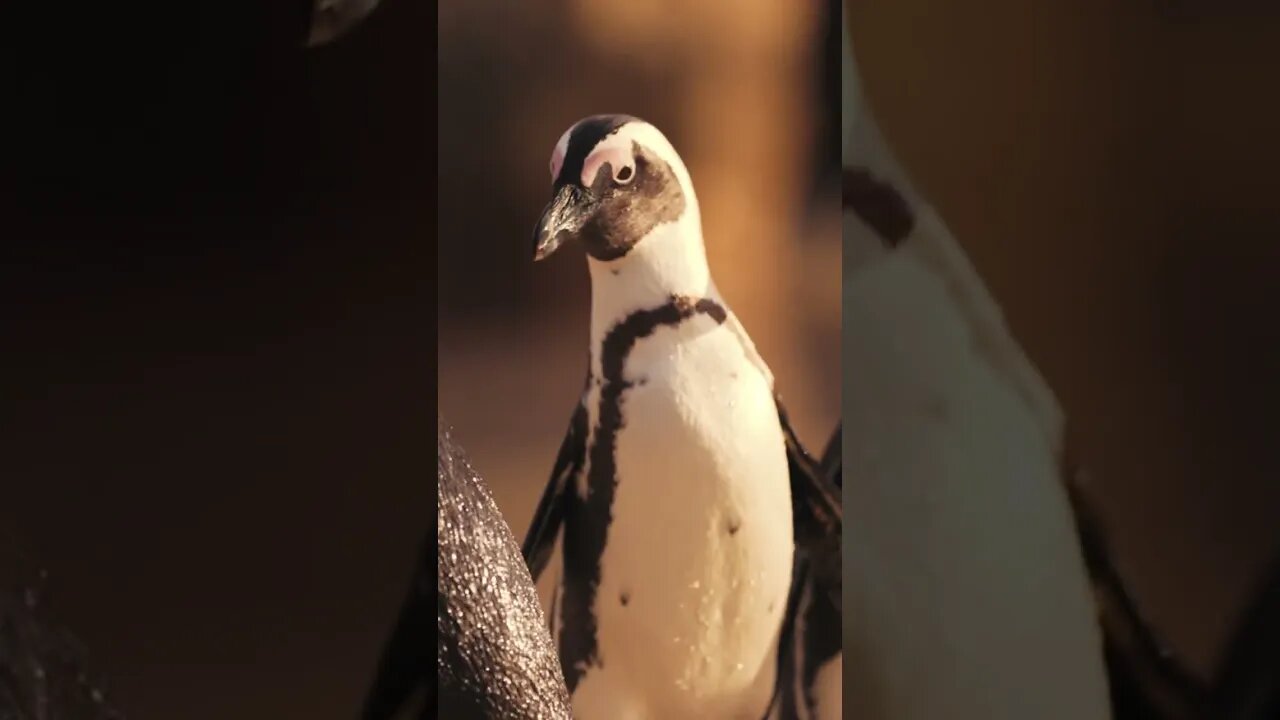 Penguins in 4k / Antarctica- Madagascar-#shorts