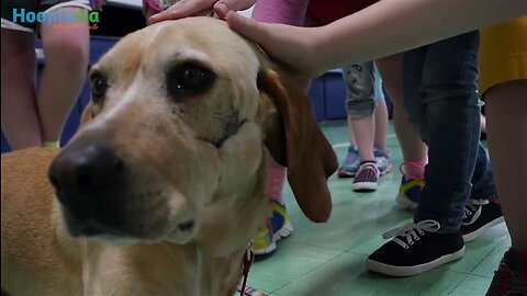 Abused Dog Inspires Hollywood Film ‘Miracle Marshall’