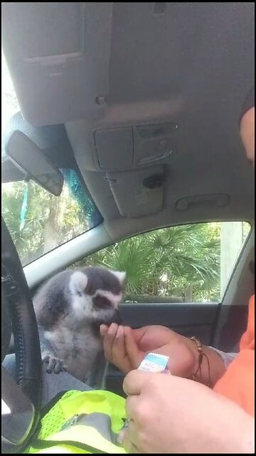 RBW with King Julian Original Video