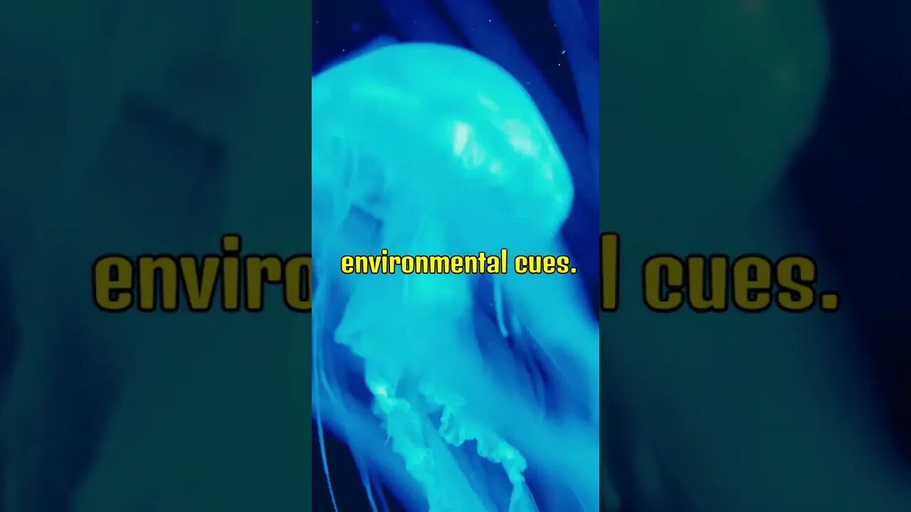 jellyfish are 95% water | Daily Dose Of Fact #shorts