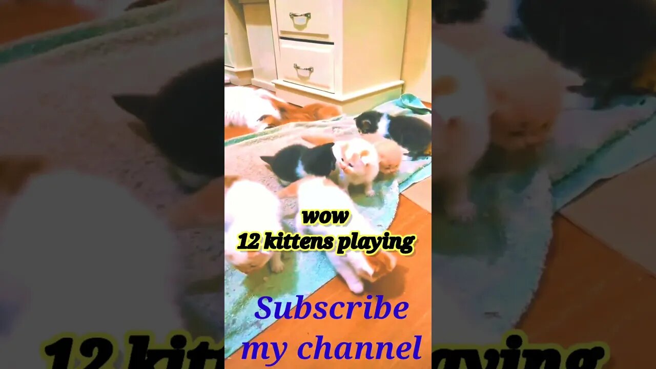 wow 12 kittens playing