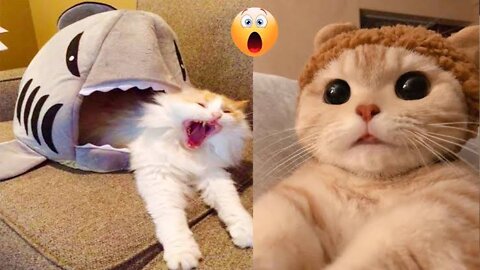 cats and dogs oops moments 🤣funny animals video🤣