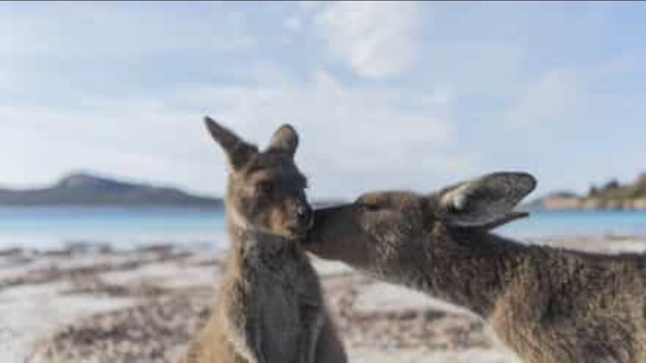 Momento amoroso entre mãe e filho canguru na Austrália