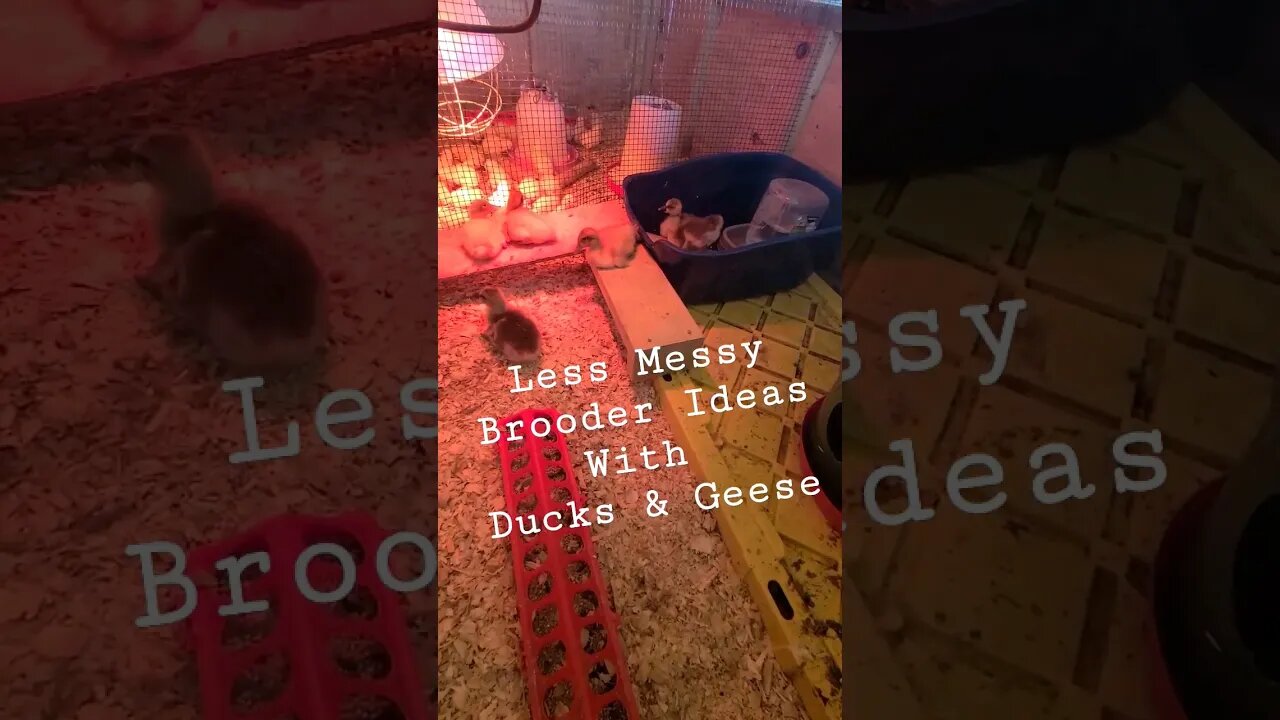 Ideas For Duck & Geese Brooder Box