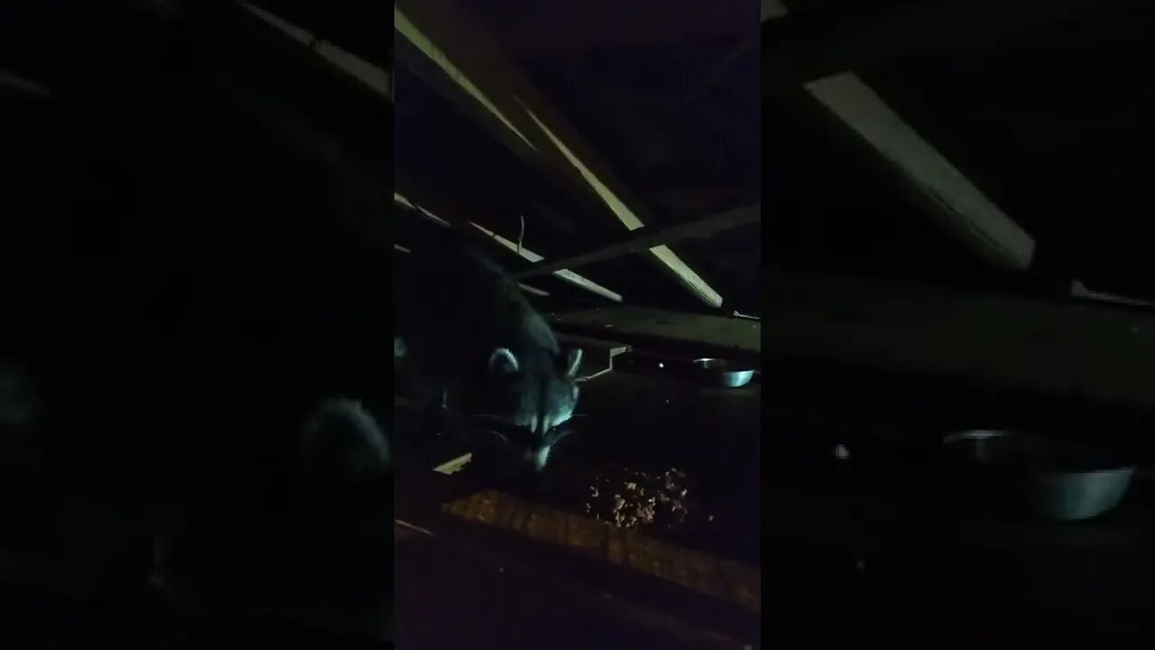 Found a new cat