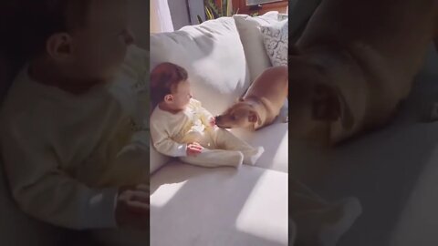 One of the sweetest things I've ever seen !! ♥️ #shorts #animals